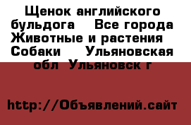 Щенок английского бульдога  - Все города Животные и растения » Собаки   . Ульяновская обл.,Ульяновск г.